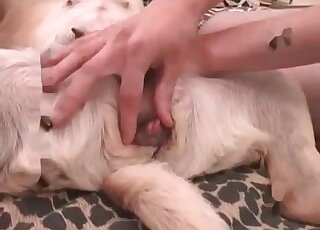 Horny guy fingerfucks his dog on a sofa to bring it sexual pleasure
