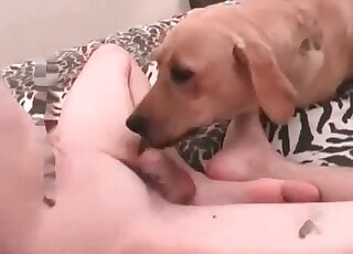 Dude crushes up his dog’s hole fucking the animal in the bedroom