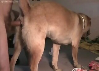 Zoophile guy screws his dog deep and hard in a zoo porn video