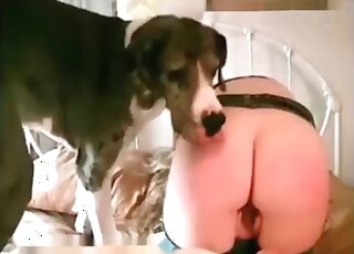 Big dog gives a severe fuck to a relaxed zoophile mature slut