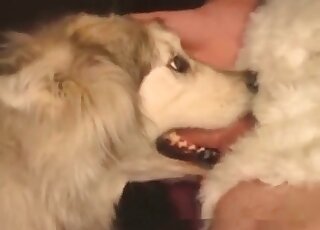 Brave dude fucks toothy mouth of his dog without hesitation