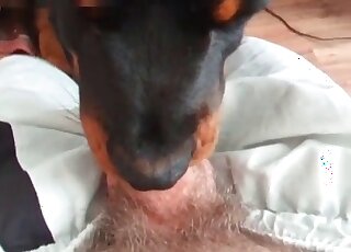 Dog likes sucking hairy dick of a perverted guy in front of his cam