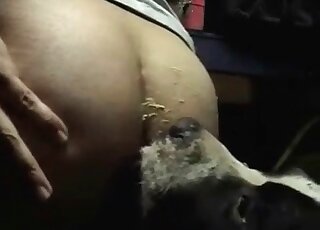 Pet dog licks creamed ass and pussy of a dirty-minded mature