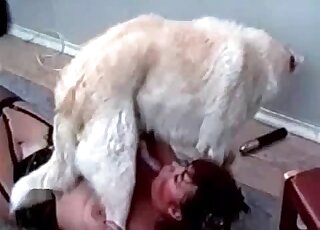 Aroused dog's hard pecker gets passionately sucked by a MILF