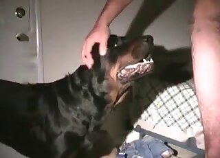 Black rottweiler bangs a hot mature and needs more fucking