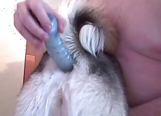Zoo porn addicted dude toys his female dog with a big dildo toy