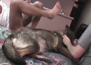 Female dog endures erected cock of a zoophile guy while getting fucked