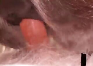 Animal sex loving guy gives a fuck to a horse and creampies its hole