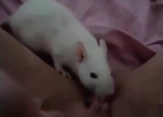 Nasty zoophile bitch makes a teen mouse sniff at her pussy and clit