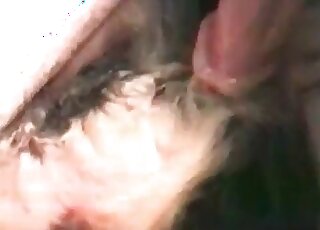 Guy gives a hot bang to his dog after getting cock and balls licked