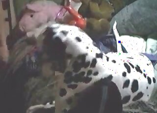 Zoophile guy teaches his dalmatian dog to give him a blowjob