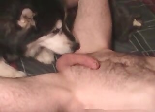 Oversexed fellow lets his dog give him a blowjob and the best licking
