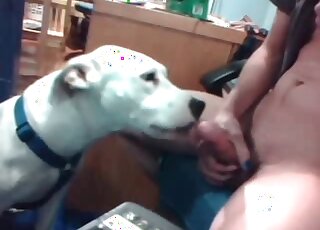 Big white dog cannot wait to get throat stuffed with a dude’s penis
