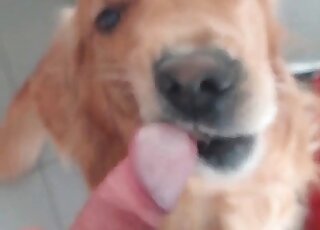 Zoo sex addicted guy takes a video of his dog licking his dong