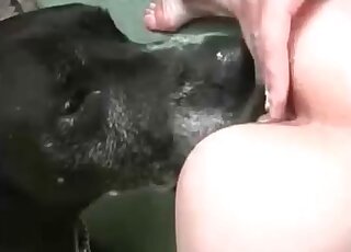 Dog eats creamed snatch of a slut and gets its red cock sucked