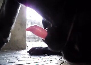 Dog cock is being highlighted in a free solo zoophilia porn video