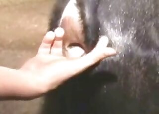 Farmer with a hard cock fingering an animal's pussy before hard sex