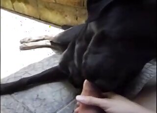 POV dog blowjob movie showing a zoophile and his obedient black pet