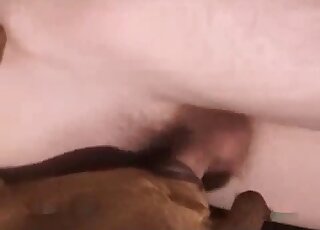 فيلم عن قرب يظهر فيه كلب بني يريد ممارسة الجنس