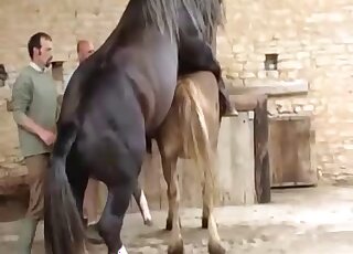 Black stallion is sure to make the brown mare cum in this zoo porno