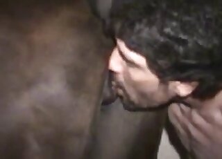 Bearded zoophile licking mare vag before fucking it with his cock