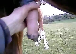 Nice horsecock handjob featured in a closeup animal porn scene