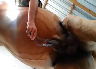 Creative camera angles for a horsecock handjob in a zoo porn video