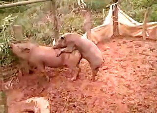 Pig on pig fucking movie featuring filthy animals that wanna bang