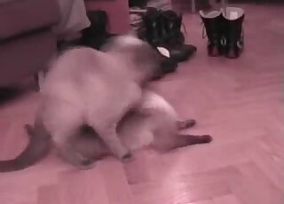 Incredible sex tape video featuring two cats that fuck with passion