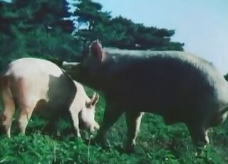 Educational animal sex video spotlighting pig corkscrew cocks