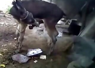 Solo donkey porn movie with a horny animal showing off big time
