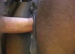 Pale guy with a huge cock is fucking a brown mare form behind