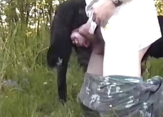 Black dog with a body is enjoying outdoor action with a male zoophile
