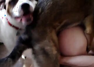 Round-assed lady allows dog to fuck her pussy in a doggystyle pose