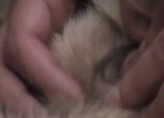 Closeup porn movie with dog pussy getting pleasured for real