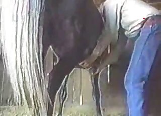Dude in sexy denim pants is fucking a horse by pleasuring it sneakily